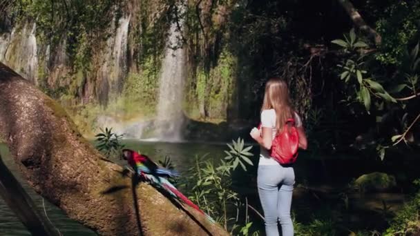 Попугай летит к дереву, пока молодая женщина смотрит на водопад в джунглях . — стоковое видео