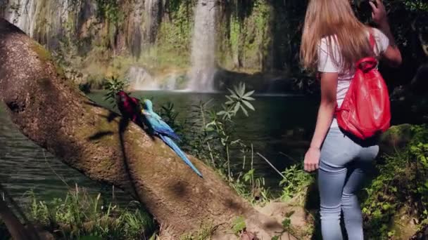 Joven viajera mirando hacia la cascada y levantando las manos en las selvas. Dos loros de colores sentados cerca de la cascada . — Vídeo de stock