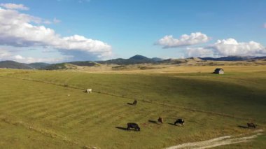 Aerial view of a small European eco farm with grazing cows