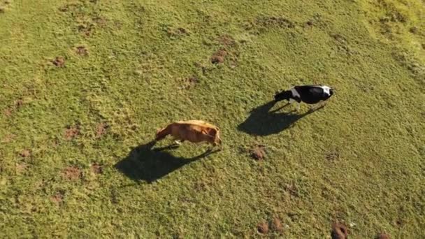 Vue aérienne d'une vache broutant dans une prairie par une chaude journée ensoleillée d'été — Video