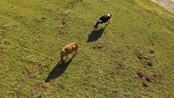 Güneşli bir yaz gününde çayırda otlayan bir ineğin havadan görünüşü — Stok video