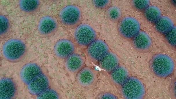 AERIAL.En vacker flicka i klänning promenader i lavendel fält. — Stockvideo