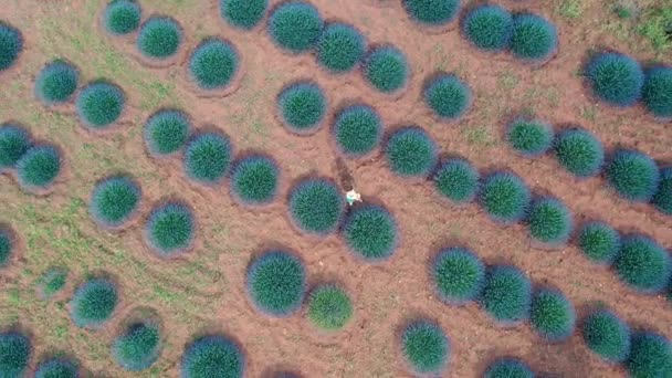 AERIAL.Una bella ragazza in abito cammina nei campi di lavanda. — Video Stock