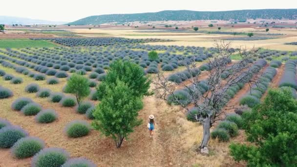 AERIAL.A beautiful girl in a dress walks in lavender fields. — Stock Video