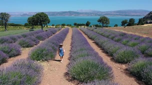 AERIAL.A hermosa chica en un vestido camina en los campos de lavanda . — Vídeo de stock