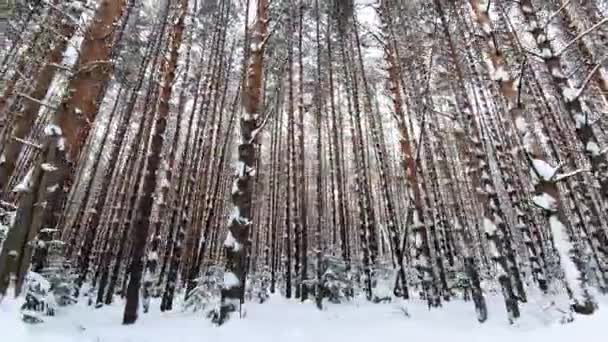 Bosque de invierno congelado en la nieve por la mañana. Cámara moviéndose en el bosque de invierno. — Vídeo de stock