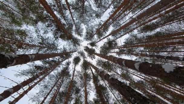 Вид с земли на небо. Сказочный новогодний лес. Сосны в снегу на фоне голубого неба. Камера с низким обзором, движущаяся сквозь дерево . — стоковое видео