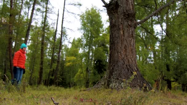 Turista feminina caminha pela floresta e misticamente desaparece atrás de uma árvore . — Vídeo de Stock