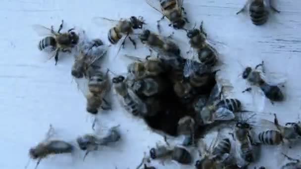 Many bees at the entrance to the hive — Stock Video