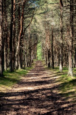 Grove Curonian Spit rezerv