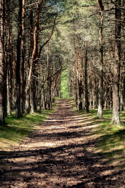 Grove Curonian Spit rezerv