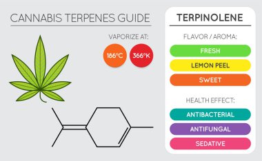 Kenevir Terminali Rehber Bilgi Çizelgesi. Aroma ve Flavor ve Sağlık Yararları ve Buharlaştırma Sıcaklığı. Vektör. 