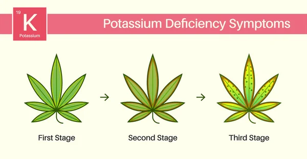 Problemas Cultivo Cannabis Médico Enfermedades Las Hojas Manto Vegetal Deficiencia — Vector de stock