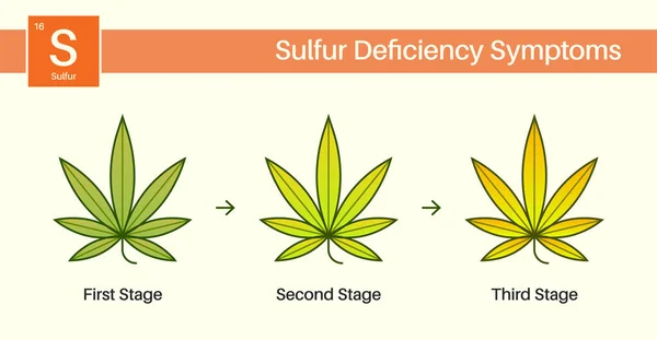 Problemas Cultivo Cannabis Médico Enfermedades Las Hojas Manto Vegetal Deficiencia — Vector de stock