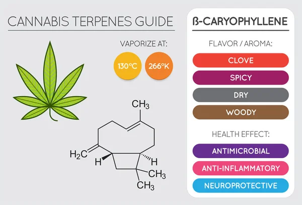 Cannabis Terpene Guide Information Chart Aroma Flavor Health Benefits Vaporize — Stock Vector
