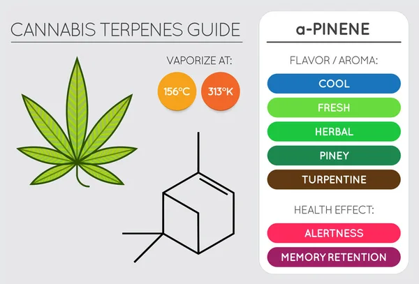 Cannabis Terpen Leitfaden Informationstabelle Aroma Und Geschmack Mit Gesundheitlichen Vorteilen — Stockvektor