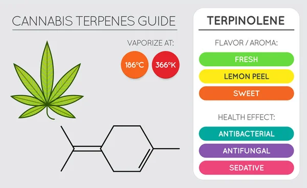 Cannabis Terpene Guide Information Chart Aroma Flavor Health Benefits Vaporize — Stock Vector