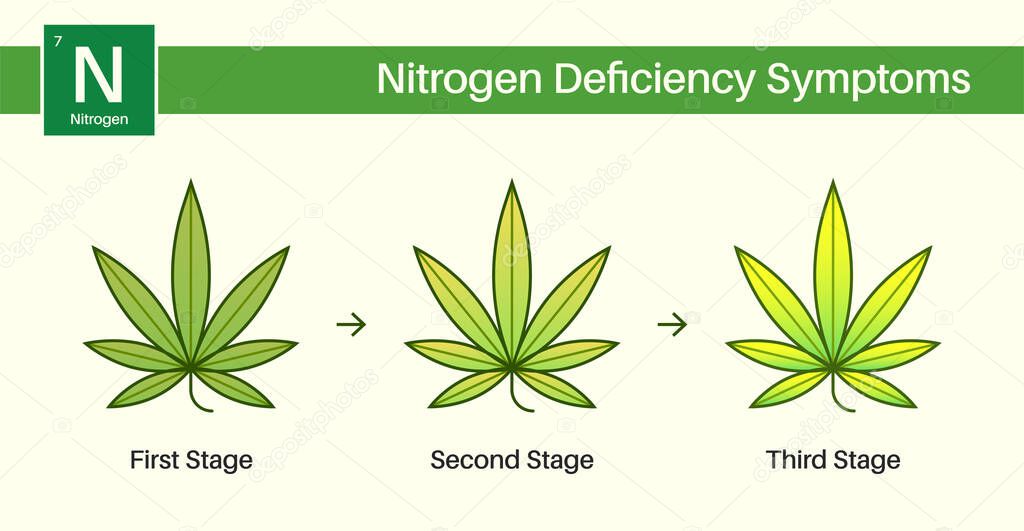 Medical Cannabis Growing Problems and Plant Pot Leaves Disease, Deficiency, Abundance, Excess. Three 3 Stages.