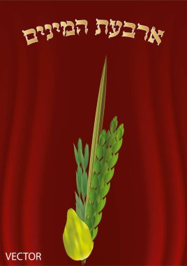 Sukkot için dört tür. Lulav. Etrog. Dört tür metnin çevirisi