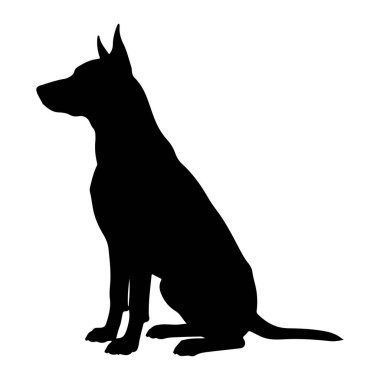 Bir köpeğin siyah silueti düz beyaz bir arka planda dik otururken tasvir edilir. Köpek sola bakıyor, başı hafifçe öne dönük, tetikte ve dikkatli görünüyor. Kulakları yukarıya dönük ve kuyruğu arkasına doğru uzanıyor. Silho.