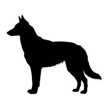 Siyah bir köpek silueti beyaz bir arkaplan karşısında duruyor. Köpek sivri kulakları, uzun bir burnu ve gür bir kuyruğu ile tasvir edilir. Vücudu zayıf ve kaslı, bacakları sanki hazırda bekliyormuş gibi. Siluet temiz.