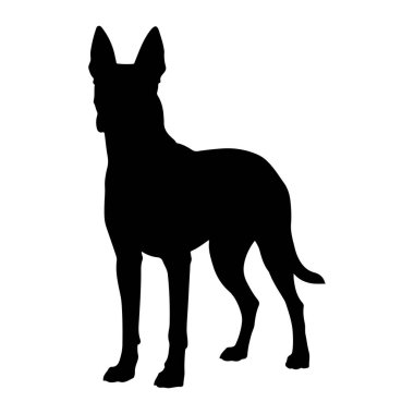 Beyaz arka planda duran siyah bir köpek silueti. Köpek profil ile tasvir edilir, sola dönük, kulakları dik ve kuyruğu hafifçe yukarıda. Vücudu zayıf ve atletik, dört ayağı yere sağlam basıyor. Siluet buz.