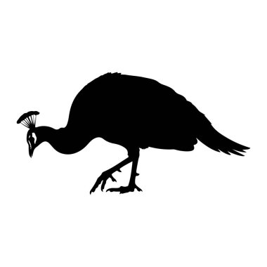 Beyaz arka planda bir tavus kuşunun siyah silueti tasvir edilir. Kuş profilden gösteriliyor, başı aşağı eğik, yiyecek ararcasına. Kafasında, bacaklarında ve pençeli ayaklarında belirgin bir ibiği var. Taslak keskindir. 