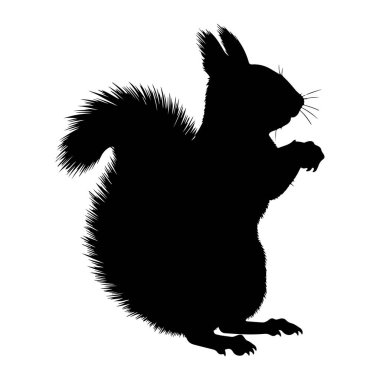 Beyaz arka planda duran siyah bir sincap silueti tasvir edilir. Sincap sağa bakıyor, tüylü kuyruğu yukarıya doğru kıvrılmış. Ön pençeleri havada duruyor, bu da bir şey tuttuğunu ya da tuhaf bir poz verdiğini gösteriyor. Outli.