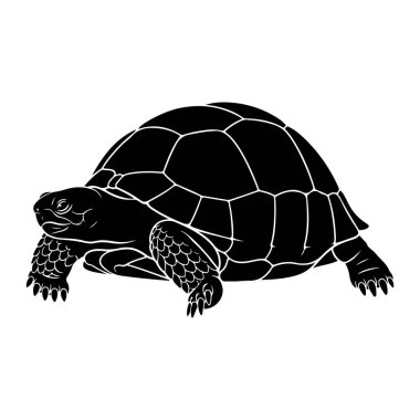 Beyaz arka planda siyah bir kaplumbağa silueti tasvir edilir. Sürüngen profilde, yüzü sola dönük, kafası uzamış ve bacakları dışa doğru açılmış olarak gösteriliyor. Kabuk segmentli plakalar ve belirgin bir ana hatla detaylandırılmıştır. Bacaklar. 