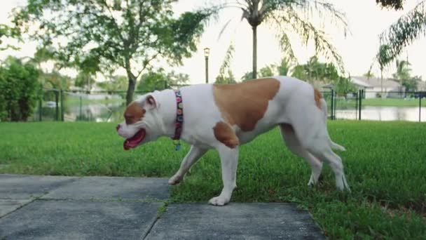 Slow motion van een Amerikaanse Bulldog rondlopen achtertuin — Stockvideo