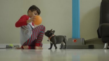 Küçük bir çocuk ve bir Fransız Bulldog köpek yavrusu ile bir top oynarken yavaş hareket