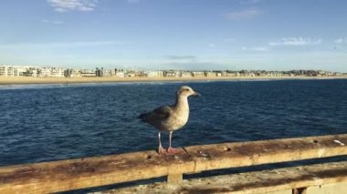 Güzel atış kuş okyanus ve evler ardında bir pier üzerine