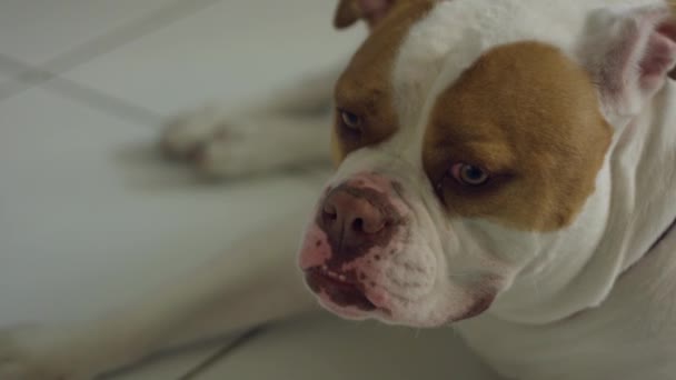 Zeitlupe Nahaufnahme Einer Amerikanischen Bulldogge — Stockvideo