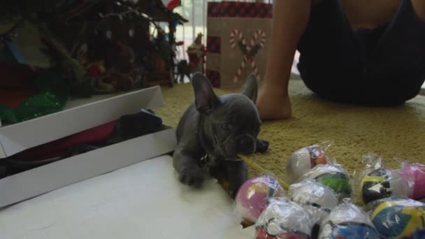 Slow Motion Fransk Bulldog Valp Leker Med Pinne Juldagen — Stockvideo
