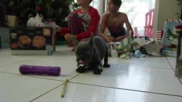 Mouvement Lent Bouledogue Français Jouant Devant Deux Enfants Par Arbre — Video