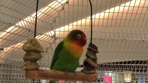 Shot Colorful Beautiful Parrot Cage — Stock Video