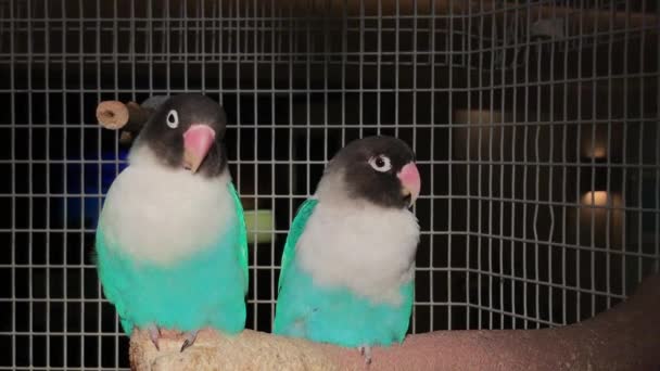 Aufnahme Von Zwei Liebesvögeln Mit Weißen Und Blauen Farben Käfig — Stockvideo