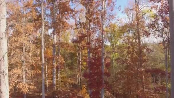 Piękny Dzień Zdjęcia Lotnicze Drzew Otaczających Wiejskiej Okolicy Północnej Karolinie — Wideo stockowe