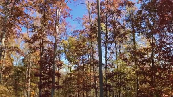 Pan Strzał Kolorowe Wysokich Drzew Jesienią Jesienią — Wideo stockowe