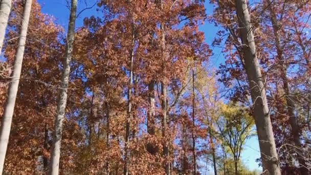 在北卡罗来纳州秋季的季节 一棵树的倾斜 — 图库视频影像