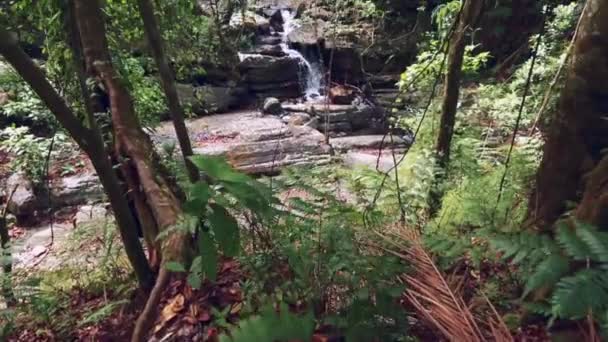 Omhoog Kantelen Van Bomen Waterval Een Regenwoud — Stockvideo