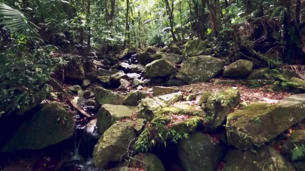 Omhoog Kantelen Van Rotsen Bomen Een Regenwoud — Stockvideo