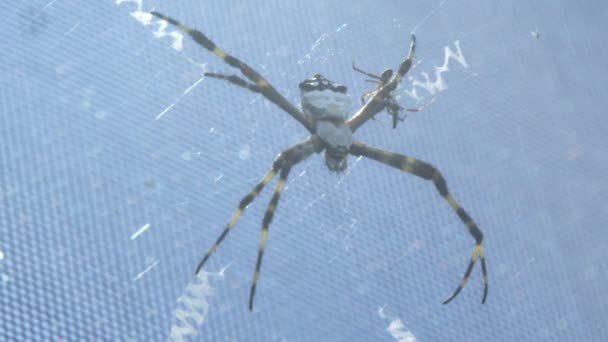 Nahaufnahme einer großen Spinne auf einem Netz — Stockvideo