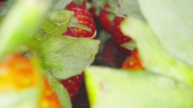 Çilek grubunun içinden geçerken makro çekim.