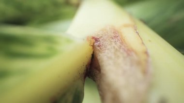 Bir bitkinin tepesinde hızla hareket eden karıncaların makro görüntüsü