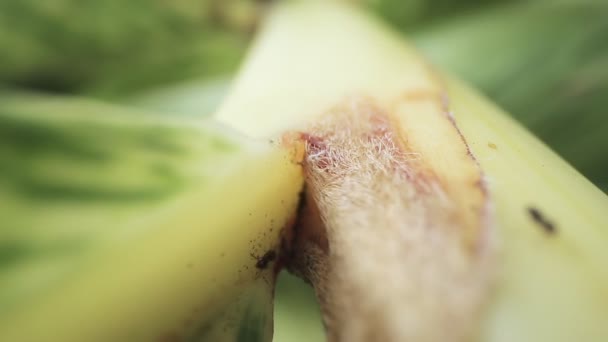 Close-up shot van mieren die over een plant bewegen — Stockvideo