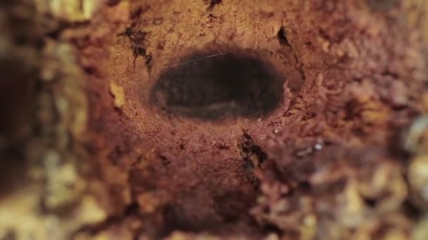 Macro shot of big hole on a tree — Stock Video