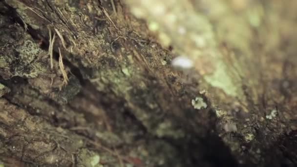 Beautiful macro shot of a bunch of ants moving up a tree — Stock Video