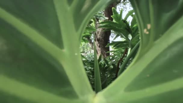 Coole Aufnahme eines Baumes aus dem Inneren eines Blattes, aufgenommen mit Makrolinse — Stockvideo