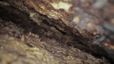 Ağaçtaki deliklerin makro yakın çekim görüntüsü